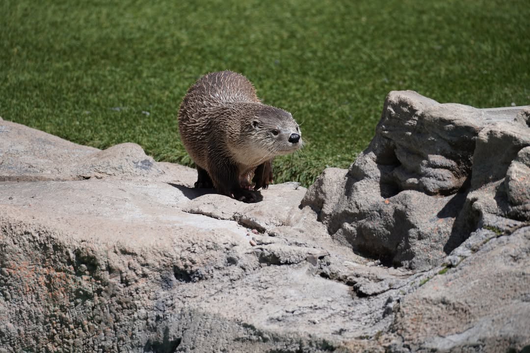 Otter at Bearizona