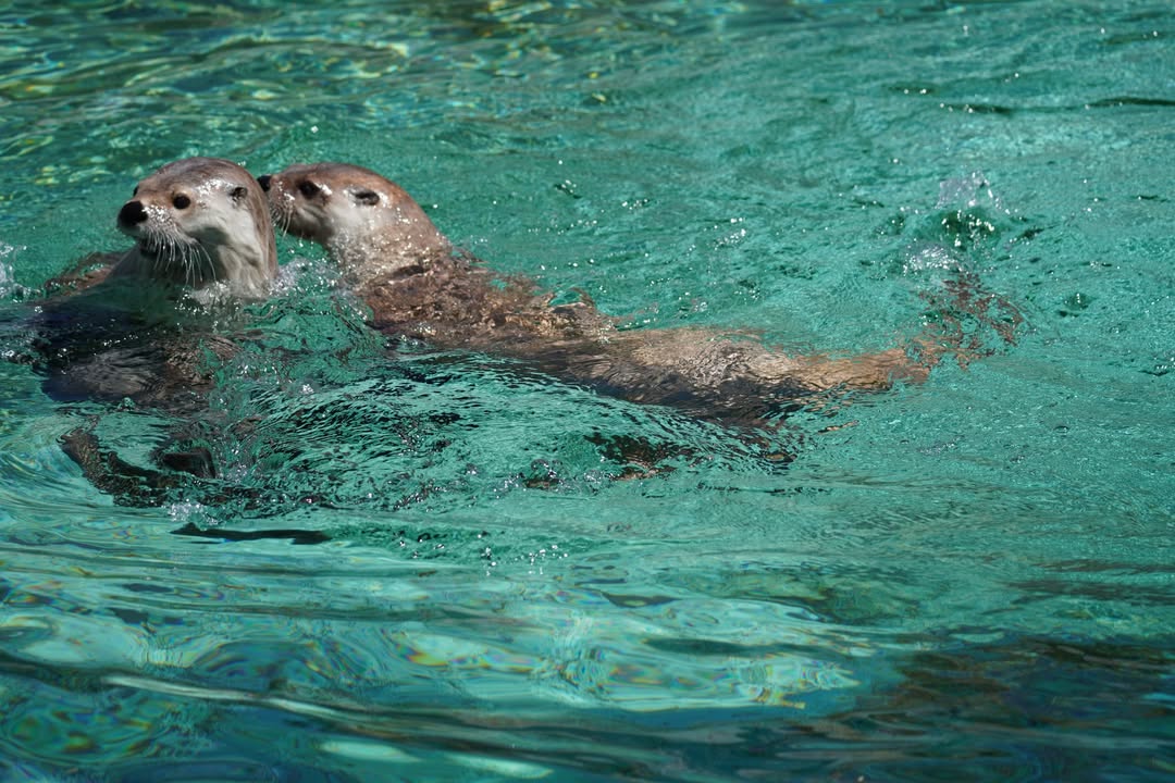 Otters at Bearizona