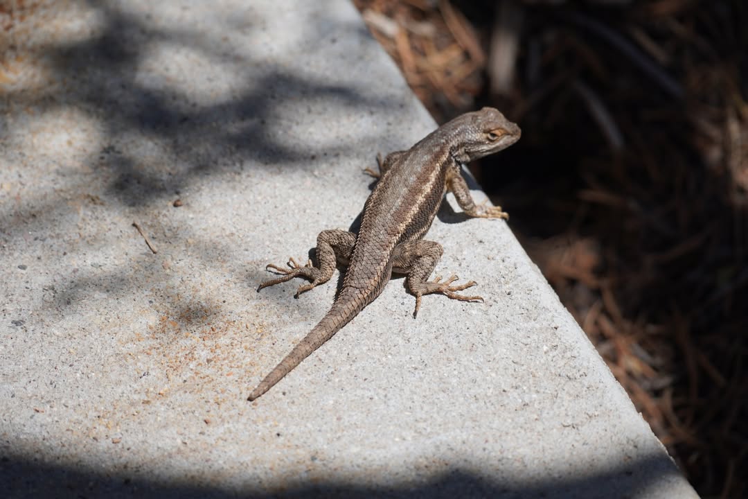 Plateau Fence Lizard on Walnut Canyon Island Trail