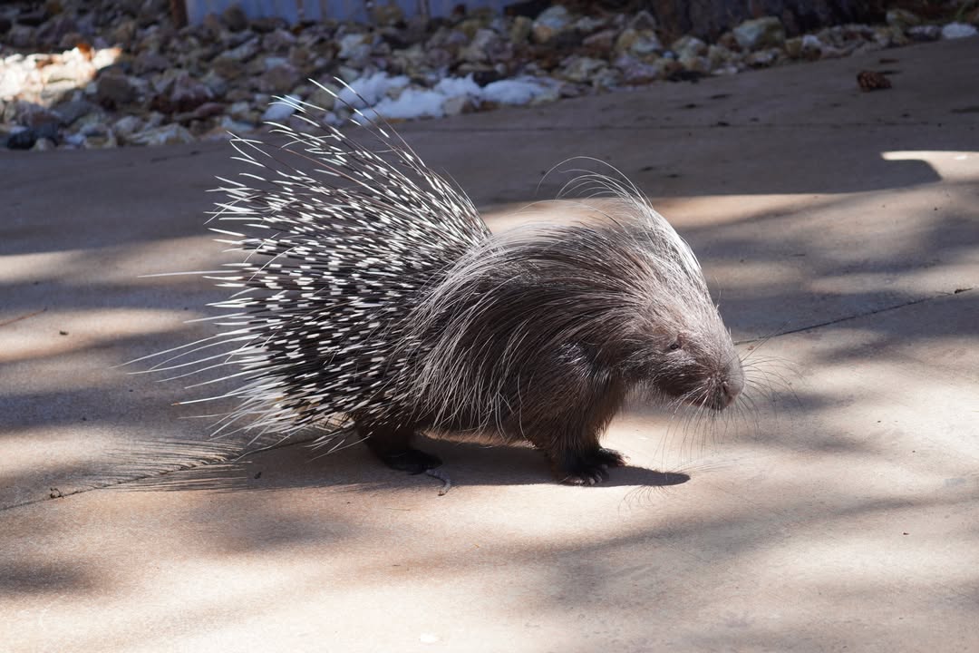 Porcupine