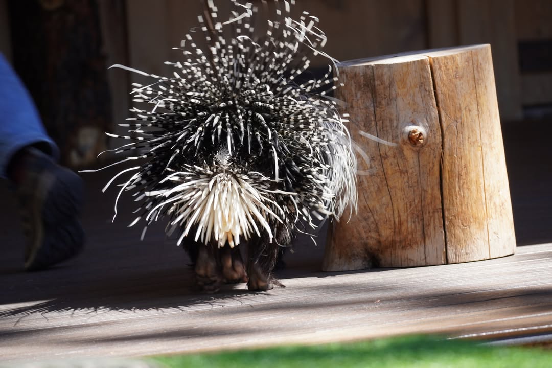 Porcupine at Bearizona