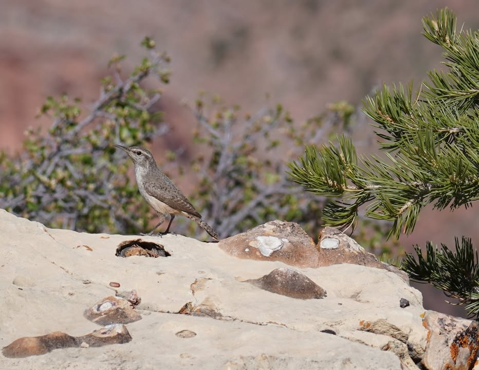 Rock Wren