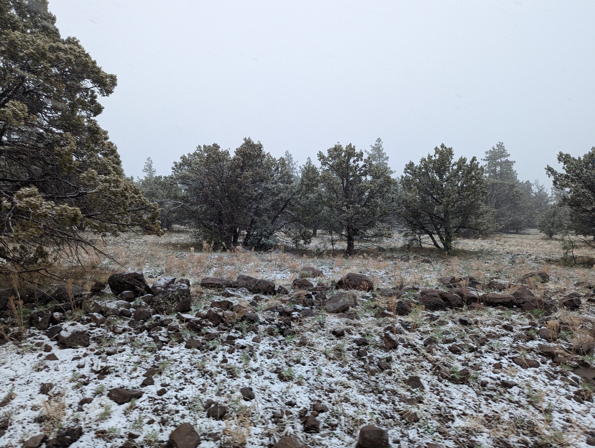 Snow starting to fall on Forestry Road