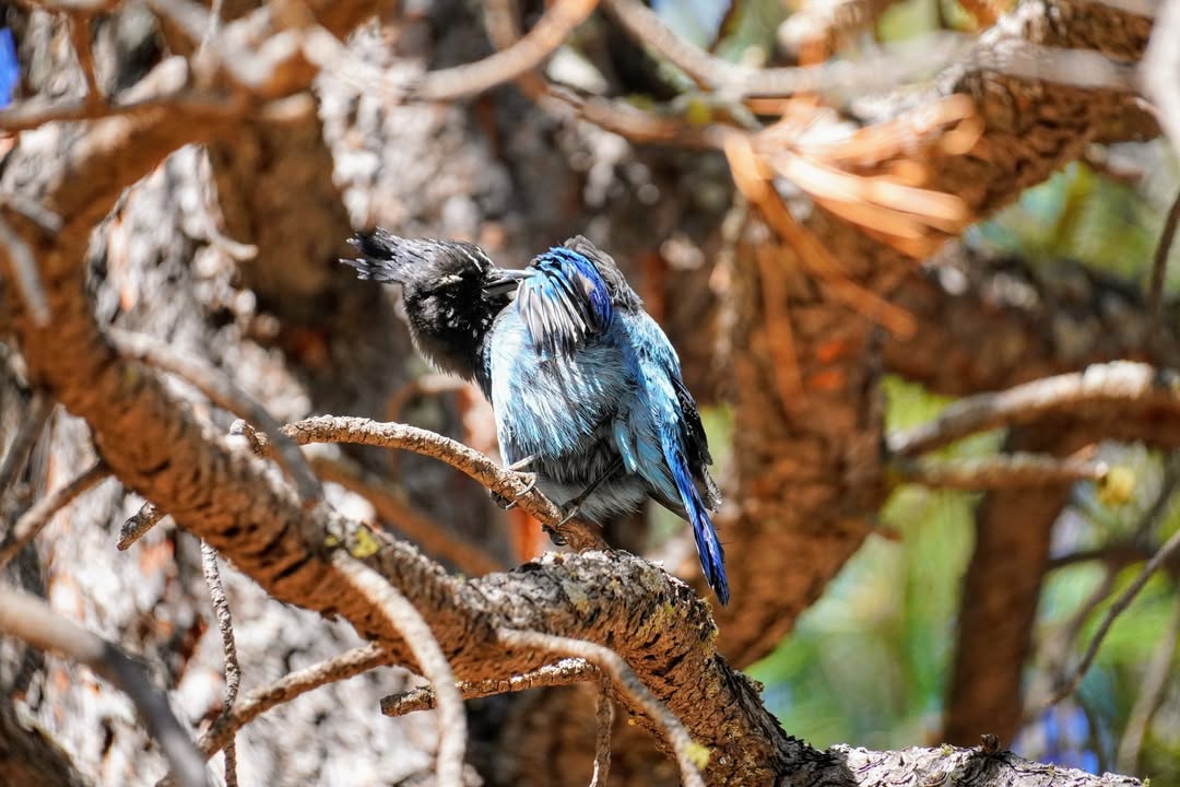 Stellar Jay at Lake Mary
