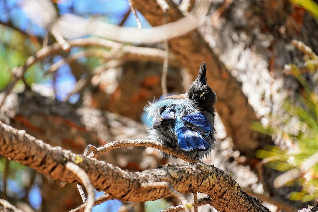 Stellar Jay at Lake Mary