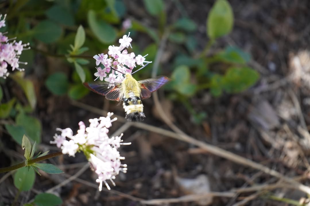 White-lined Sphinx Moth on Island Trail