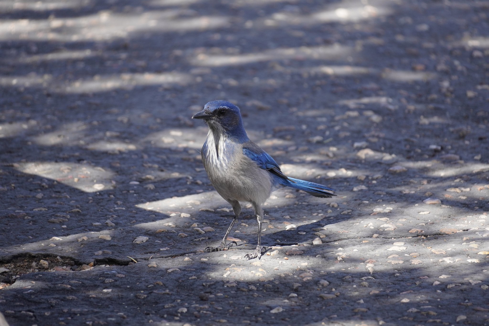 Woodhouse’s Scrub-Jay