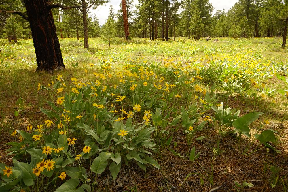 Flowers along Canyon Rim Trail
