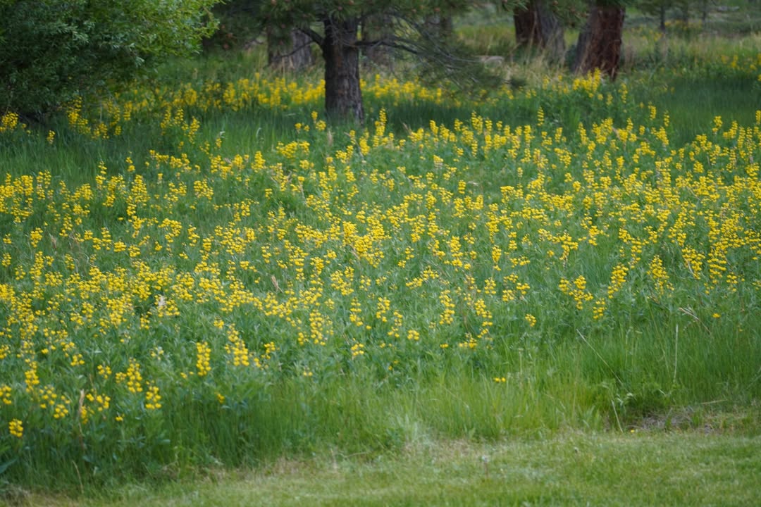 Flowers near the Red Canyon Lodge Restaurant.