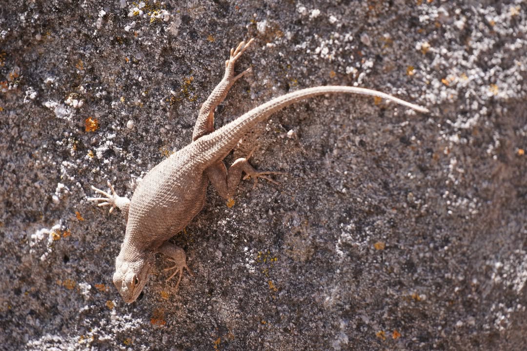 Lizard on Little Hole Trail