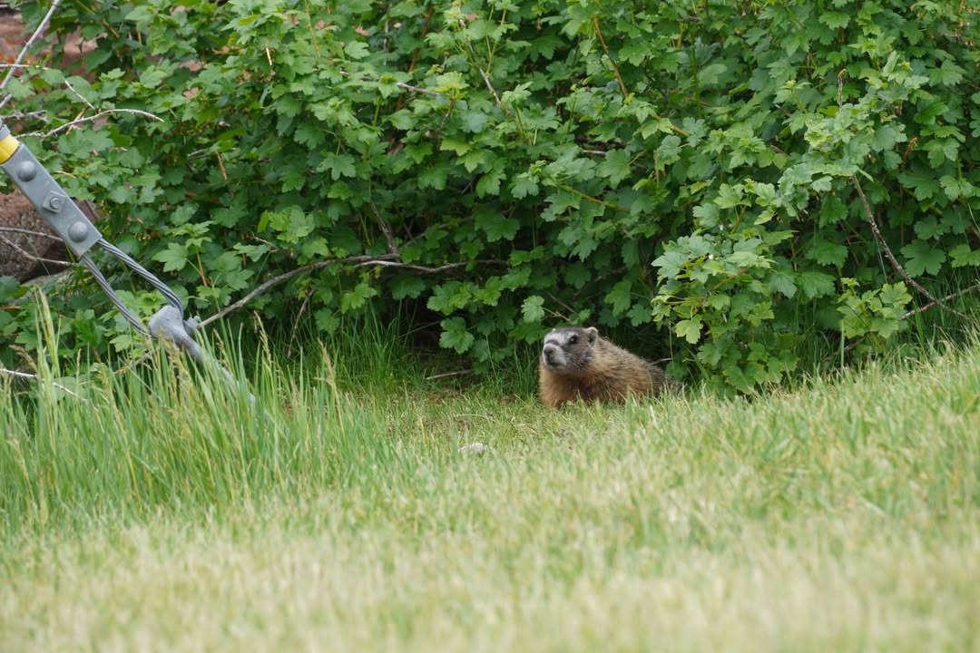 Marmot living by home at Swett Ranch