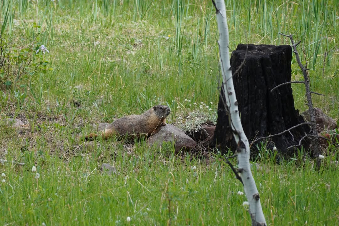Marmot on the road to Swett Ranch by its burrow