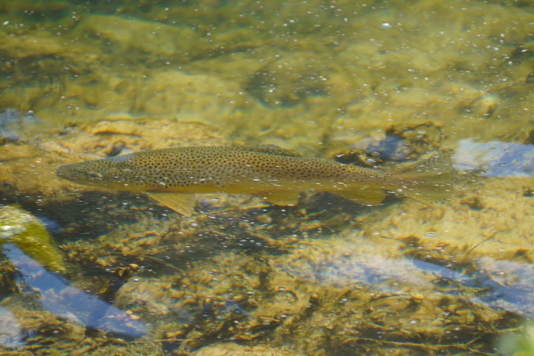 Trout in Green River