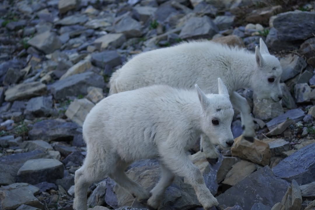 2nd sighting of goat at Oberlin Bend