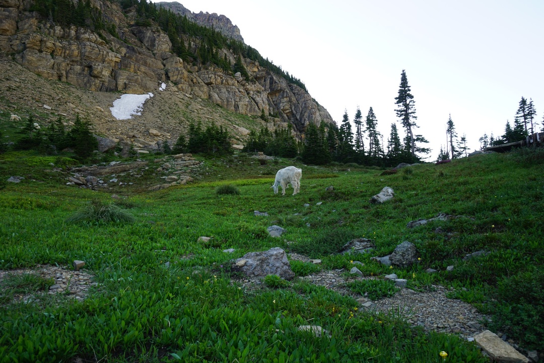 2nd sighting of Mountain Goat at Oberlin Bend