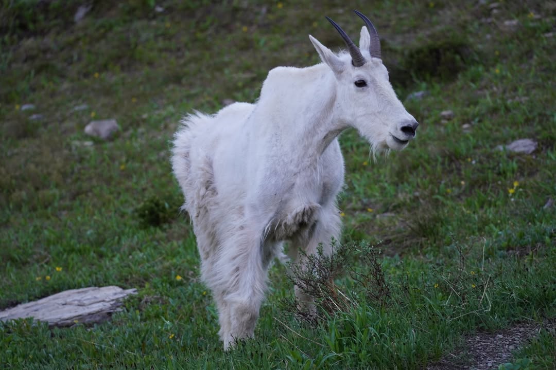 2nd sighting of Mountain Goat  at Oberlin Bend