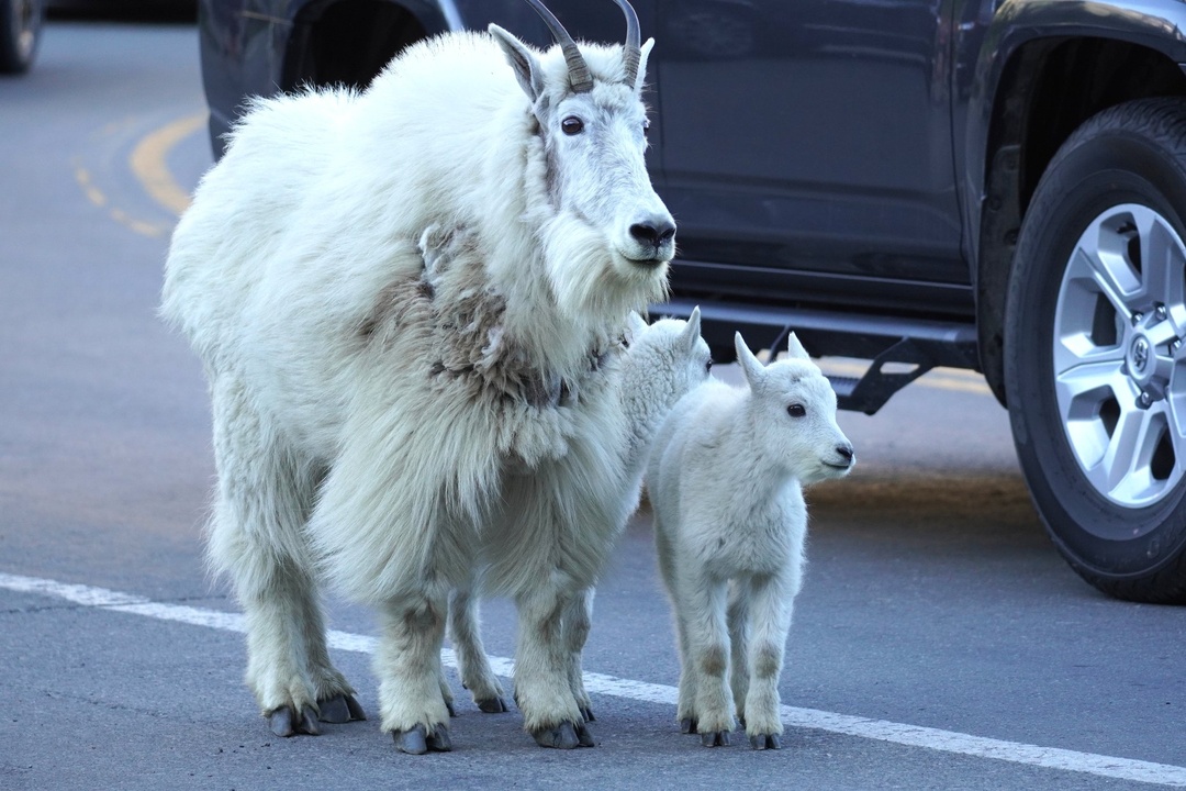 2nd sighting of Mountain Goat at Oberlin Bend