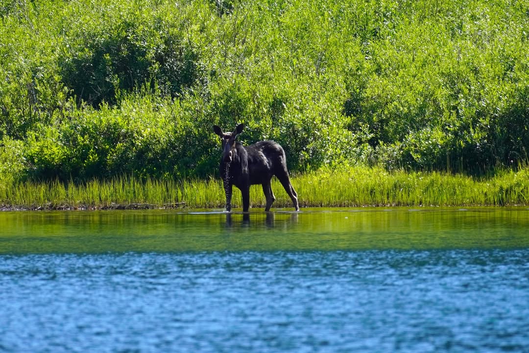 Glacier National Park, MT