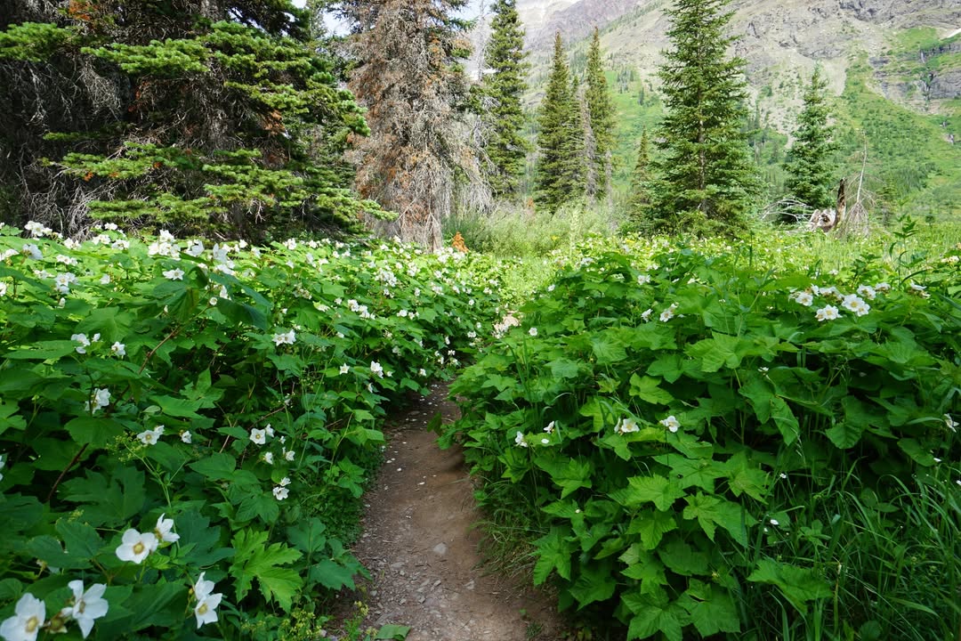 Glacier National Park, MT