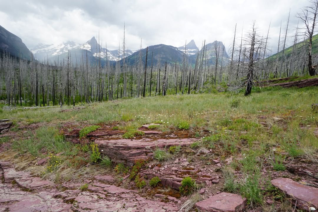 Along St Mary Falls Trail