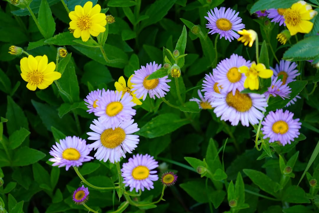 Aster and Arnica