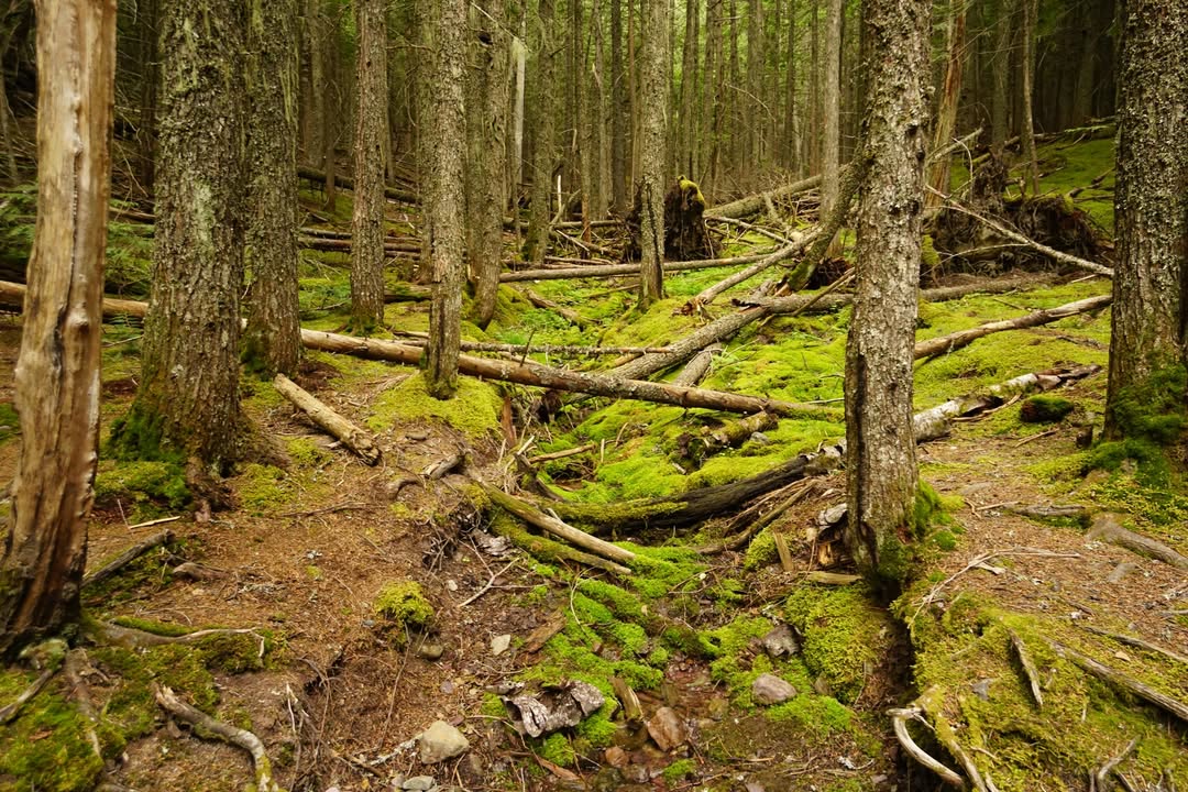 Avalanche Lake Trail