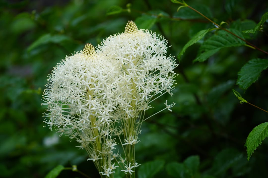 Beargrass