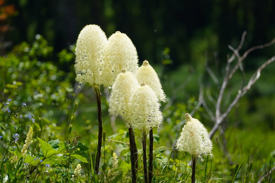 Beargrass