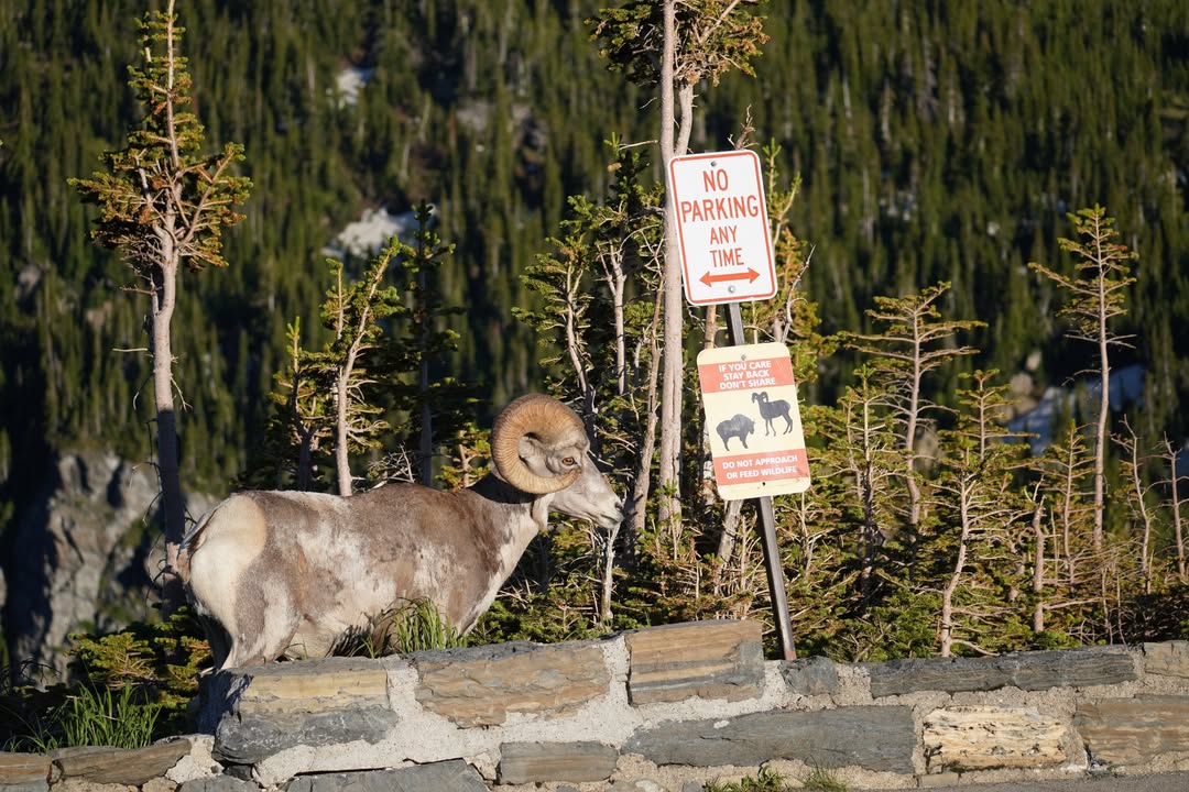 Bighorn at Logan's Pass