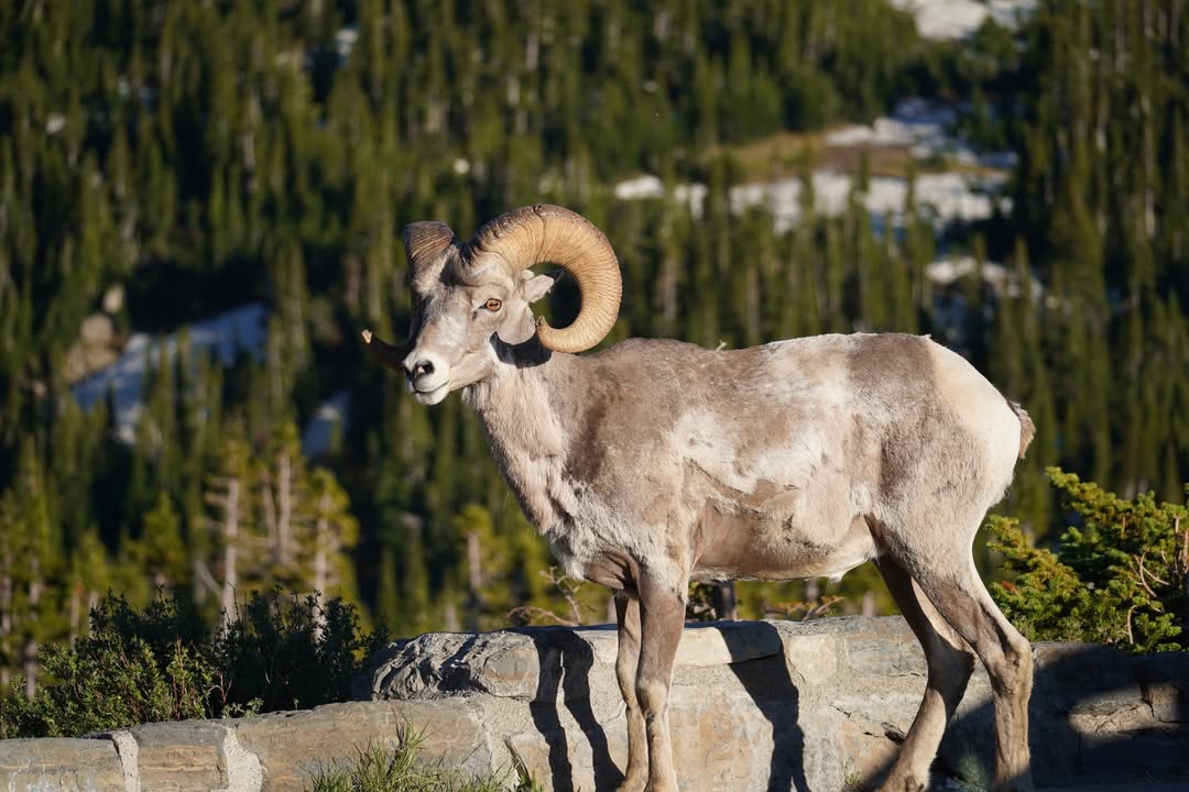 Bighorn at Logan's Pass