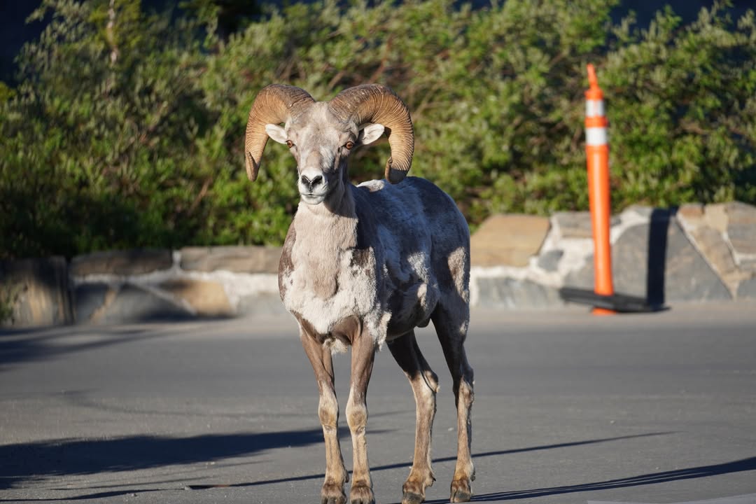 Bighorn at Logan's Pass