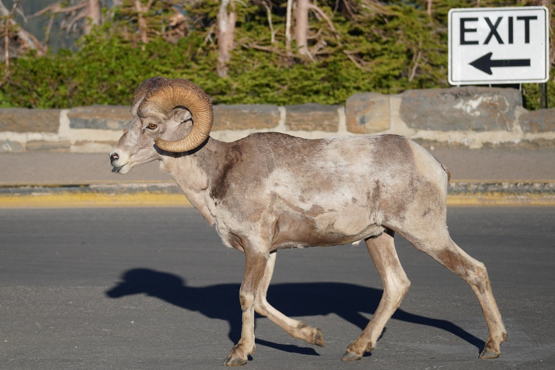 Bighorn at Logan's Pass