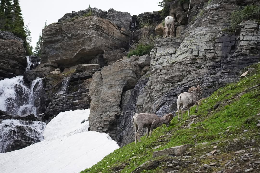 Bighorn at Oberlin Pass