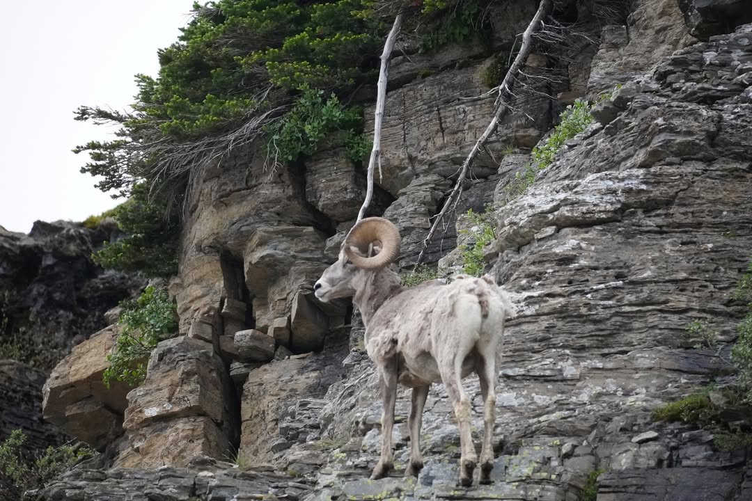 Bighorn at Oberlin Pass