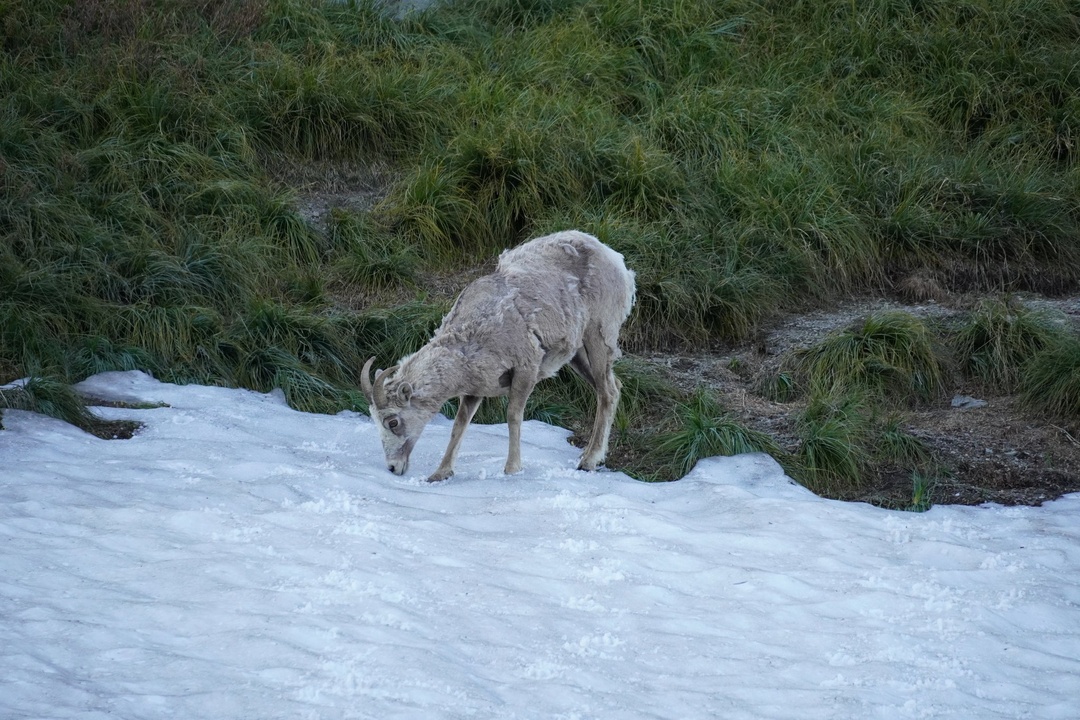 Bighorn ewe near Logan's Pass