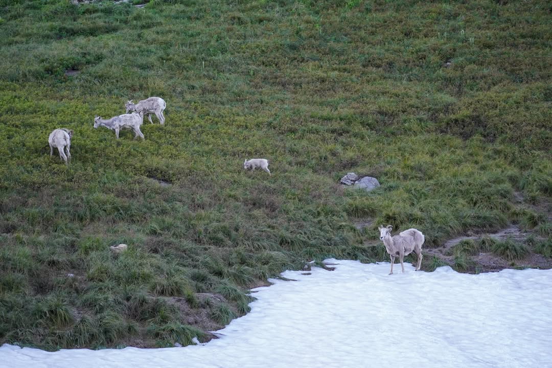 Bighorn near Logan's Pass