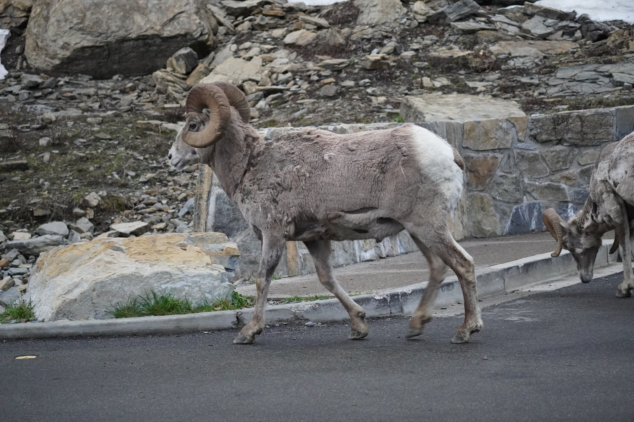 Bighorn Road Crossing