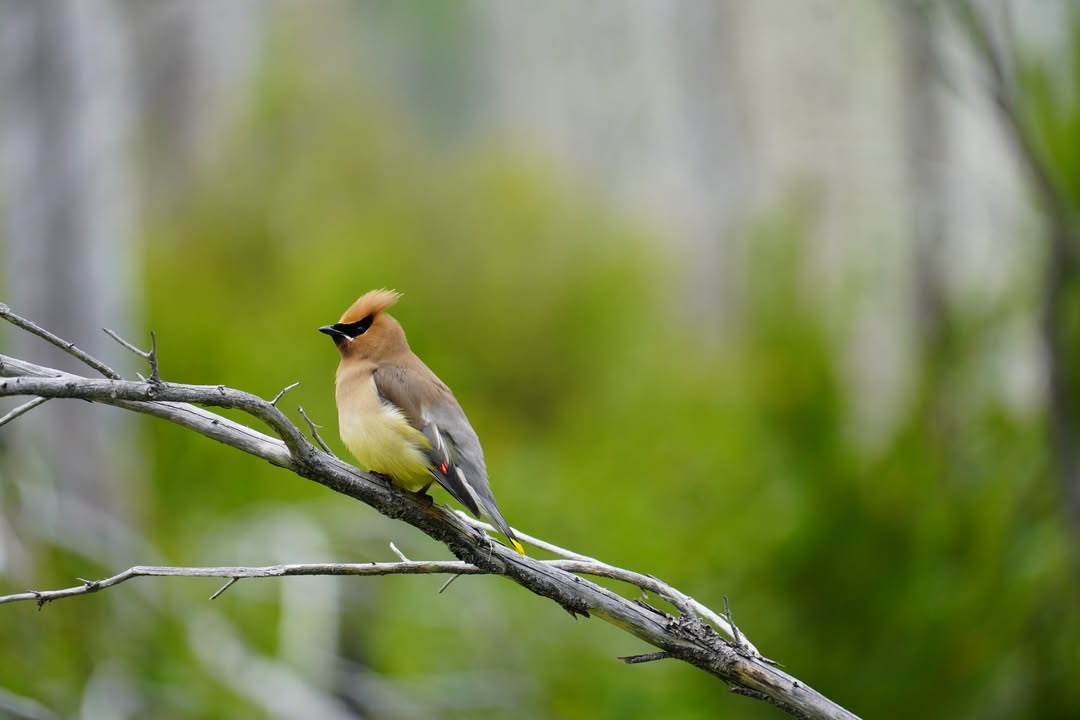 Cedar Wax Wing