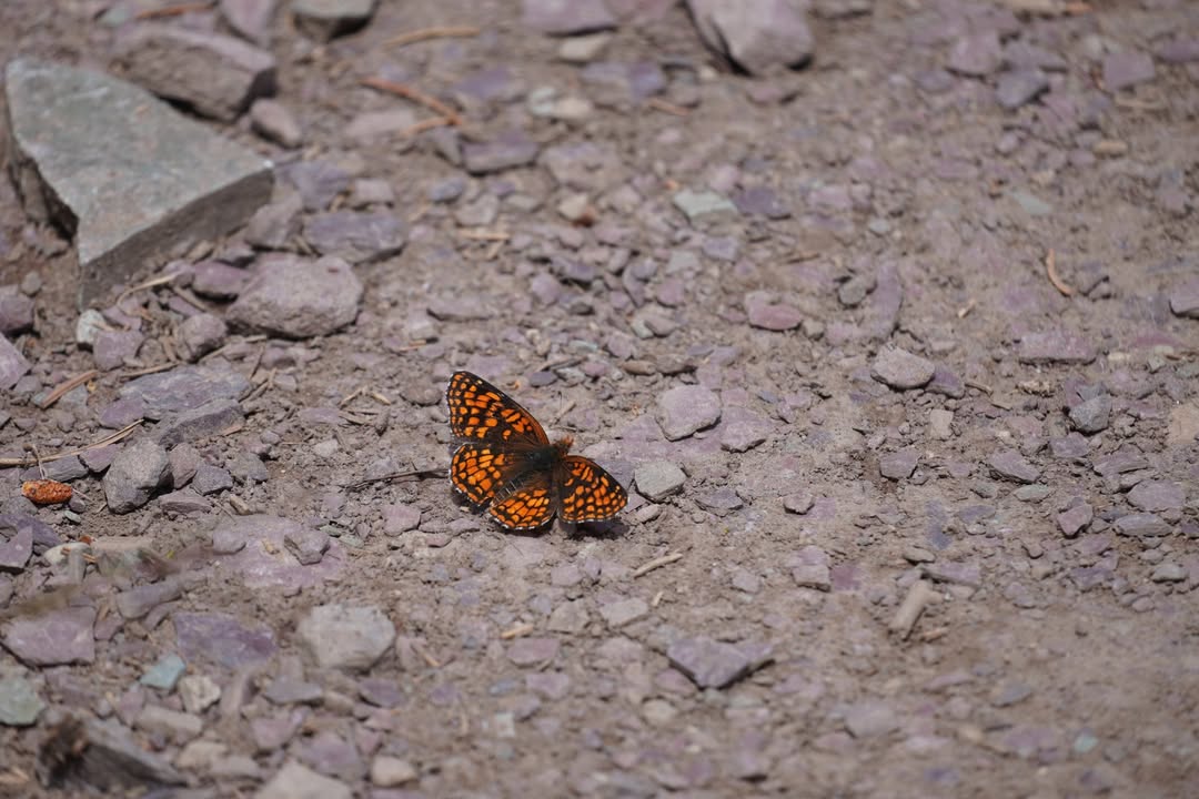 Checkerspot butterfly