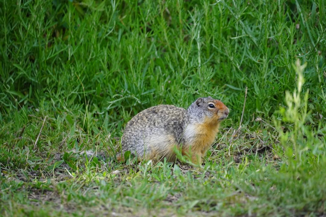 Columbian ground squirrel