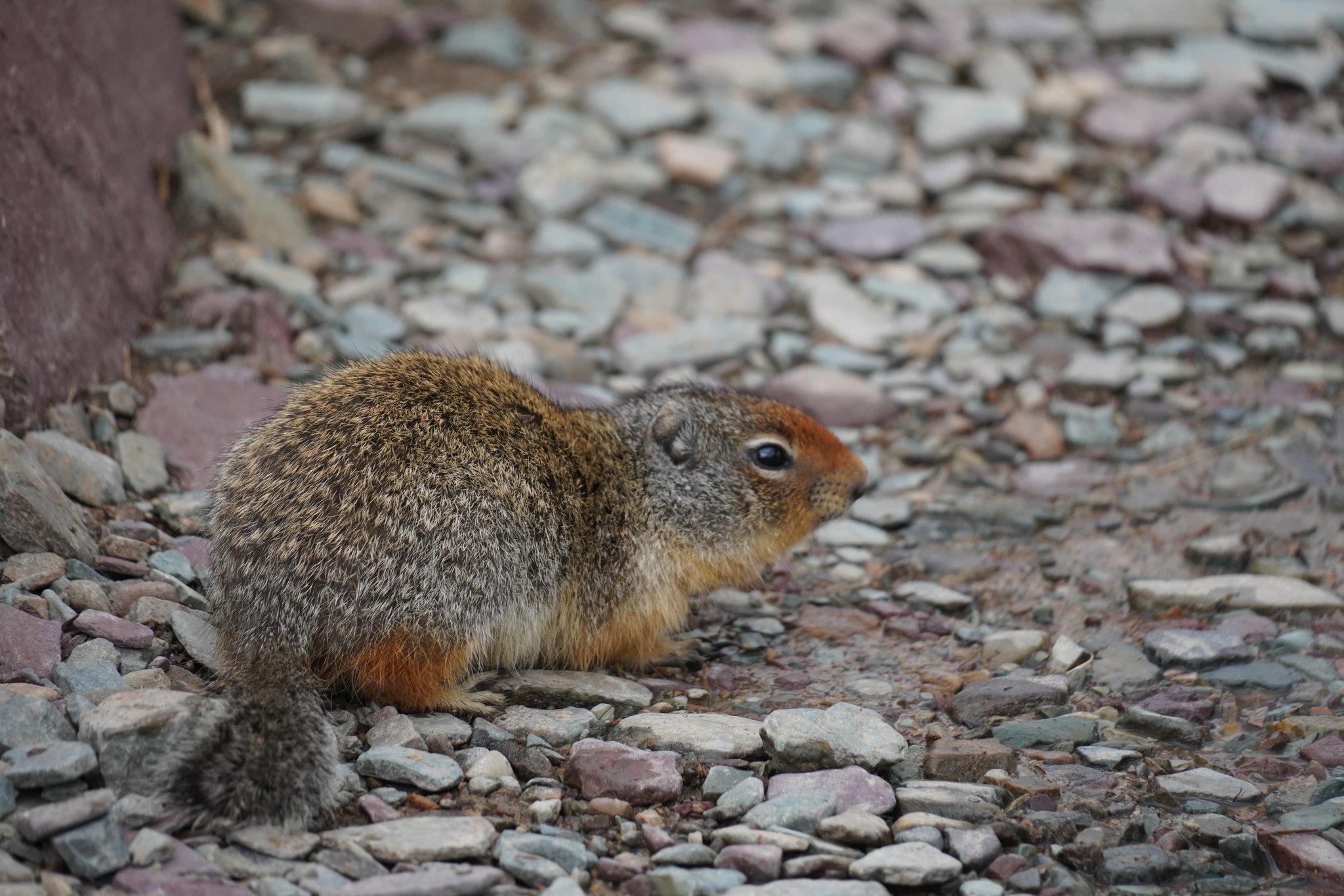 Columbian ground squirrel