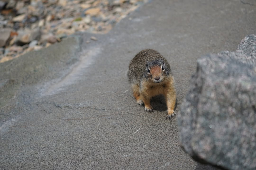 Columbian ground squirrel
