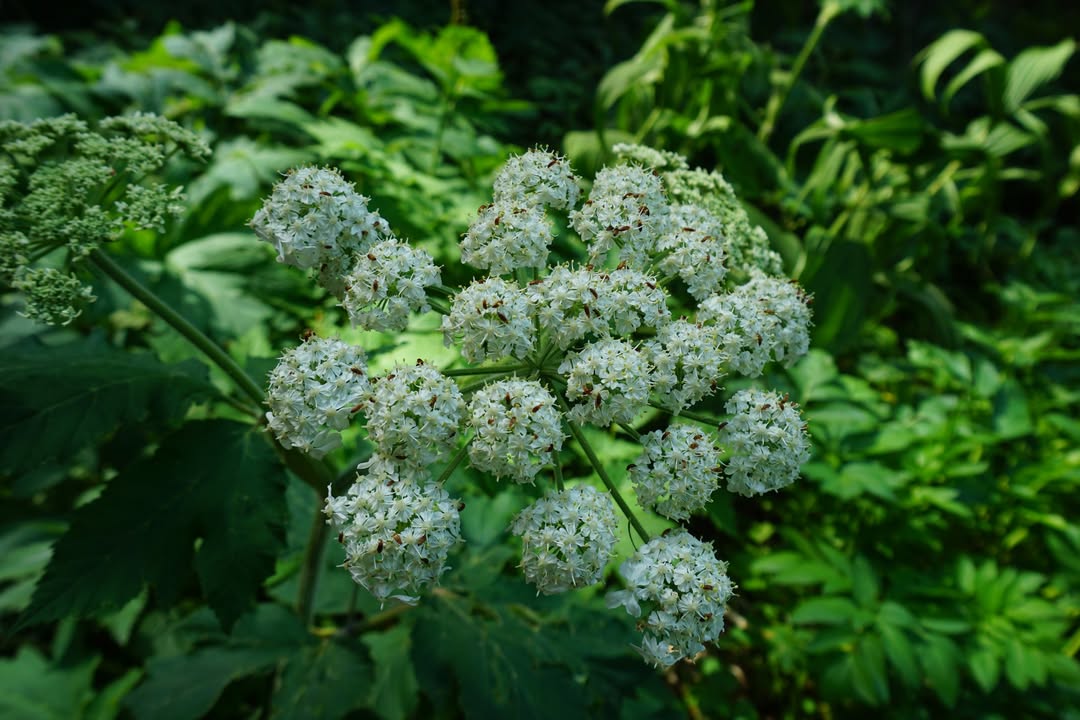Common Beargrass. along Paradise Point Trail
