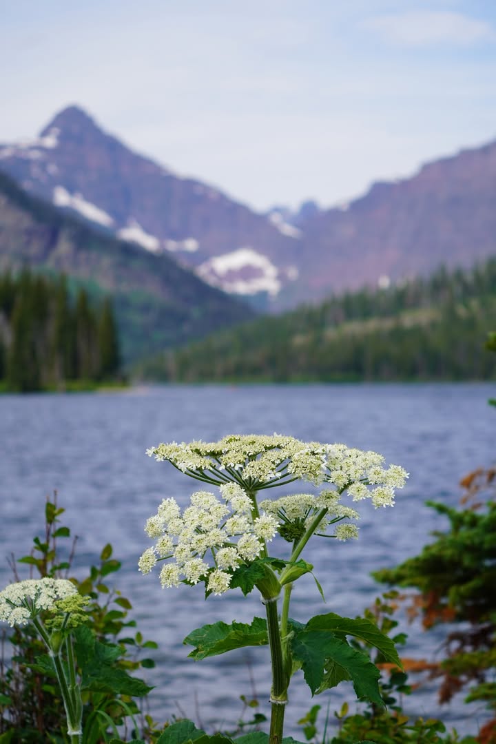 Cow parsnip blooming along Two Medicine Lake