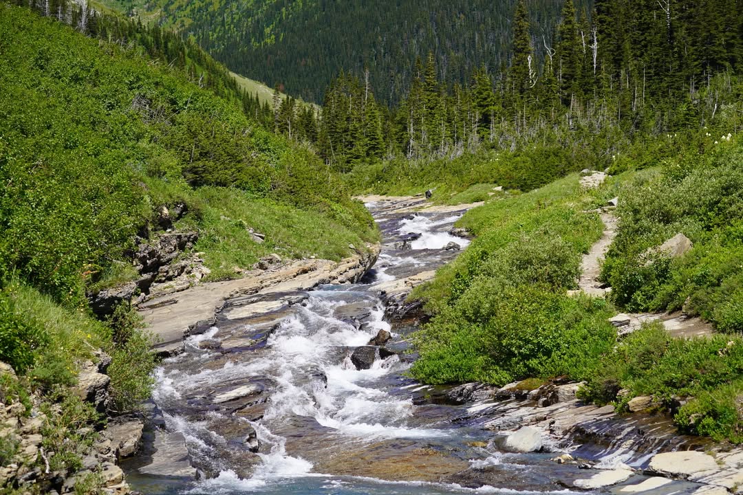 Creek on Piegan Pass trail