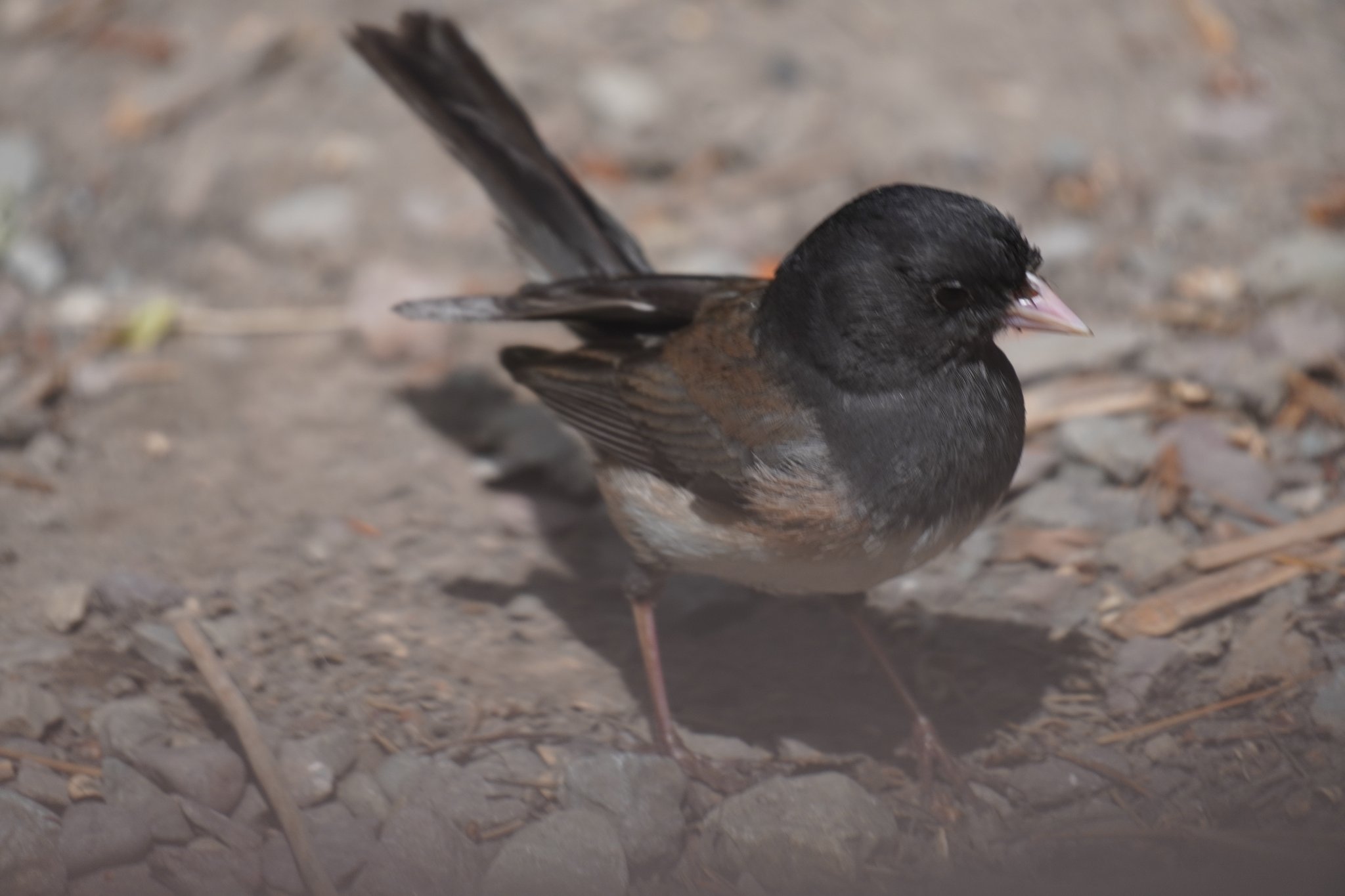 Dark-eyed Junco