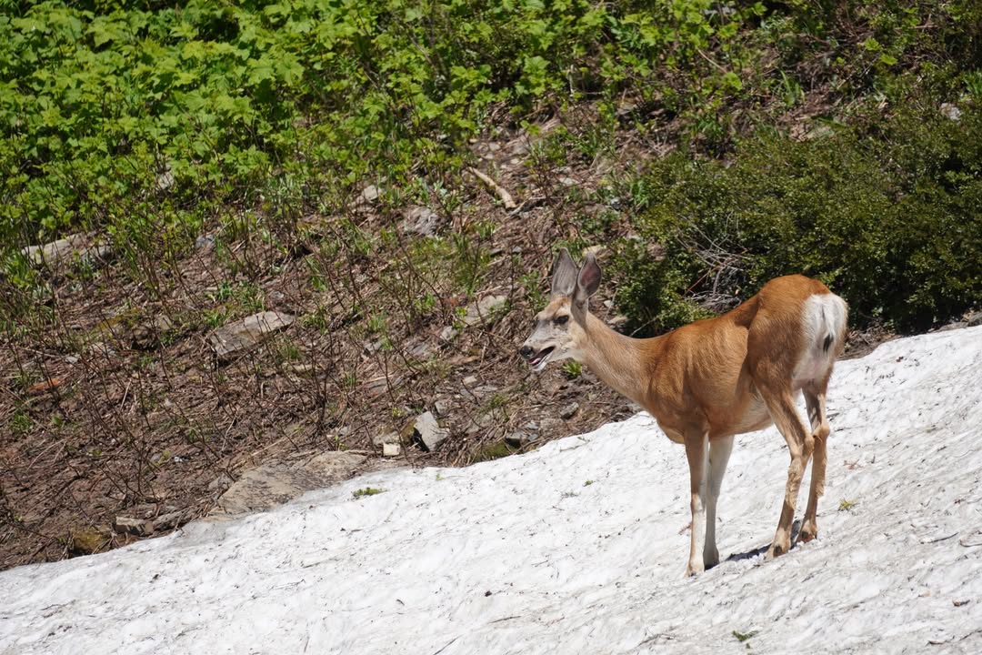 Deer at Siyeh Bend