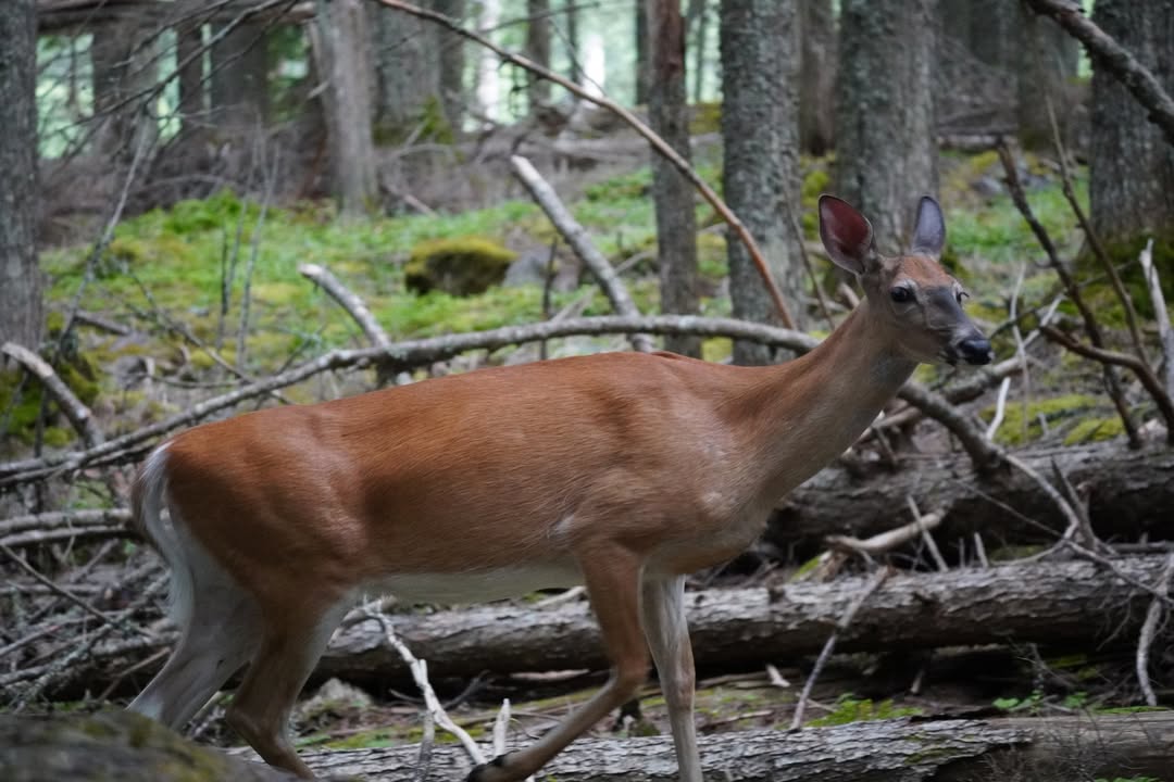 Deer near Avalanche Lake trailhead