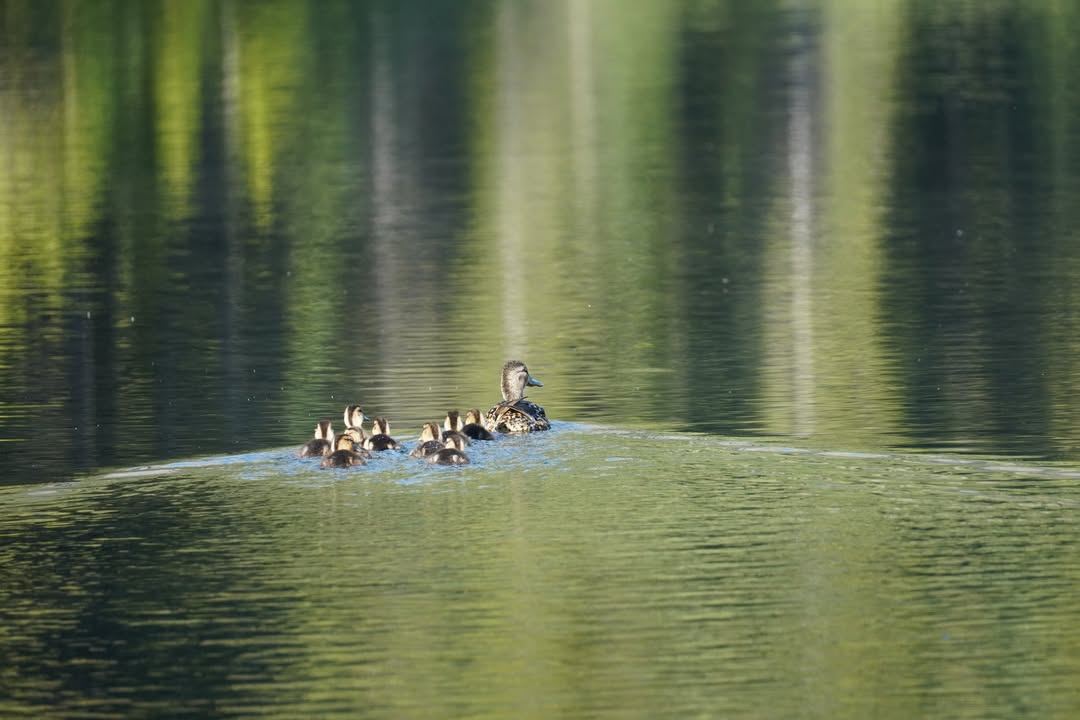 Ducks on Fishercap Lake