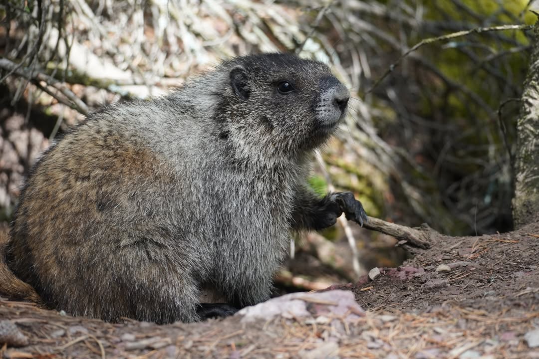 Friendly marmot